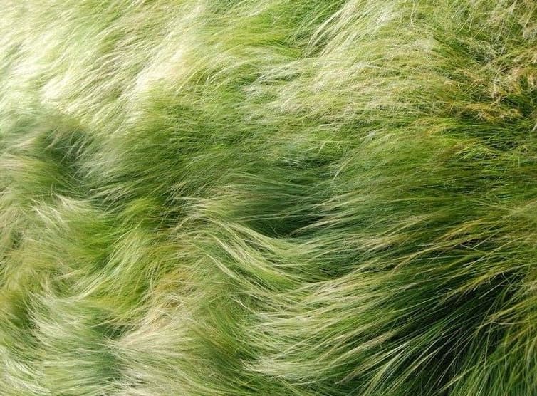 Grass Background